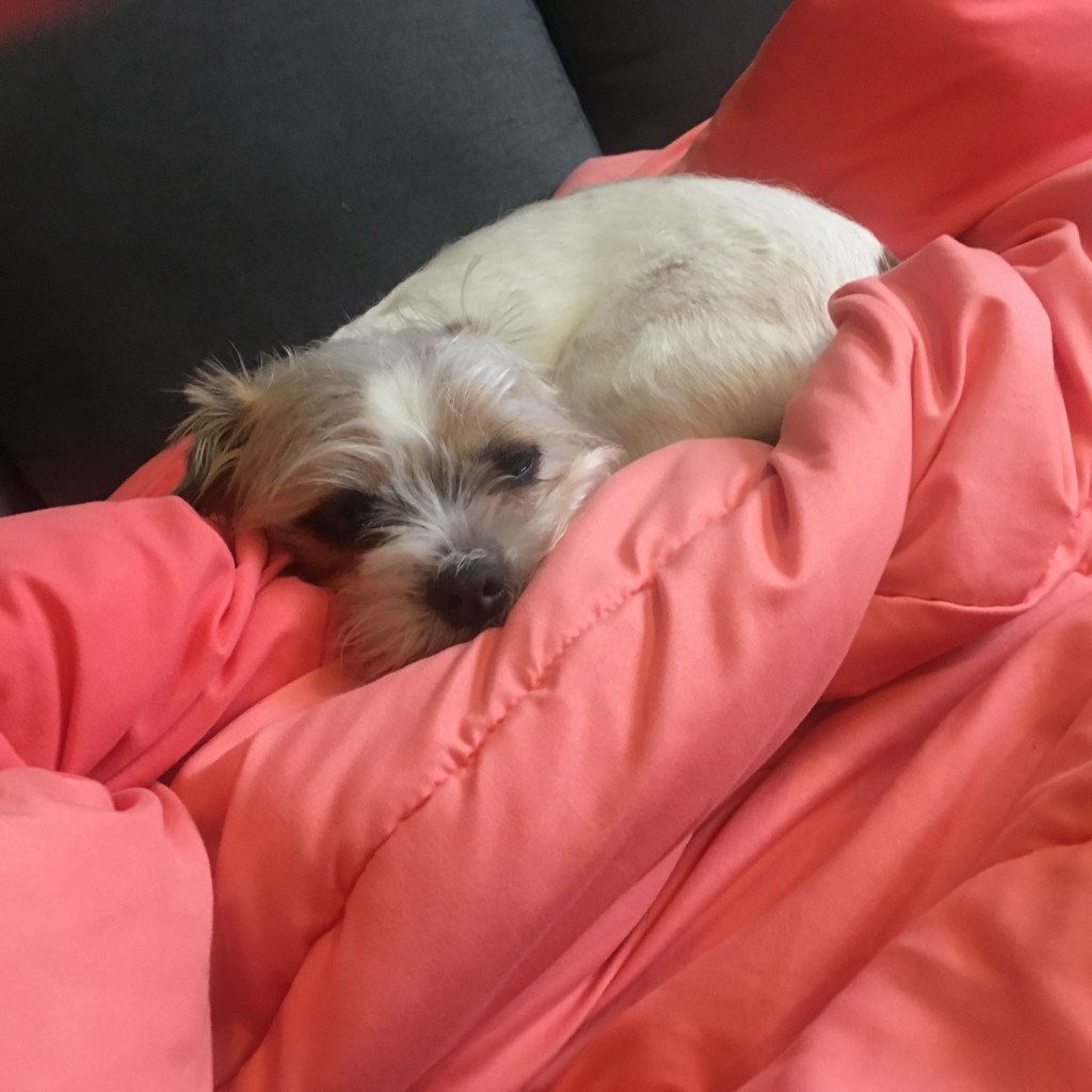 My dog, a rat terrier mix cozy and curled up in a ball, on a blanket.