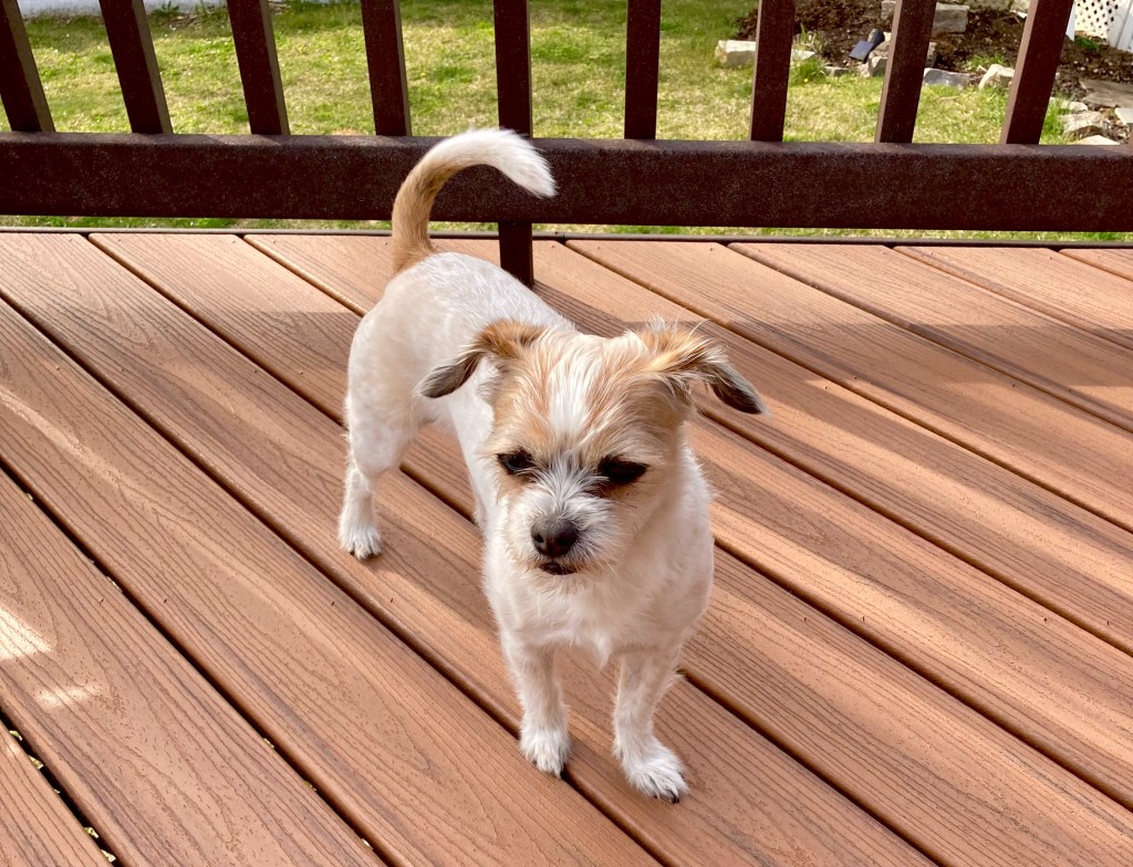 My dog, a rat terrier mix, chilling in the backyard on a summer day.